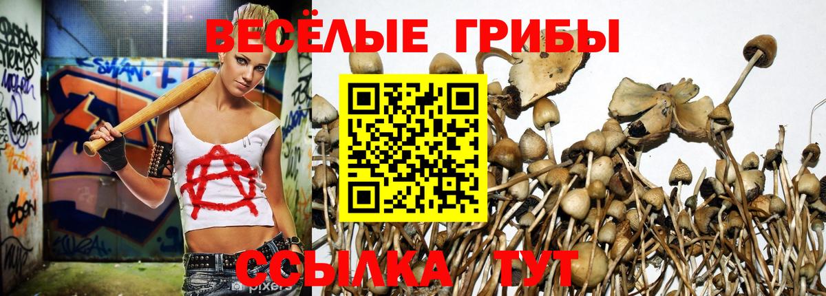 Псилоцибиновые грибы Psilocybe Алексеевка